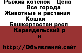 Рыжий котенок › Цена ­ 1 - Все города Животные и растения » Кошки   . Башкортостан респ.,Караидельский р-н